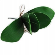 STORCZYK ORCHIDEA LIŚCIE spód jak żywy 1 szt.