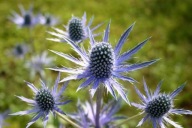 Mikołajek Płaskolistny SADZONKA KŁĄCZE Eryngium planum