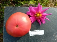 Pomidor Brandywine Pink malinówka z USA heirloom nasiona kolekcjonerskie