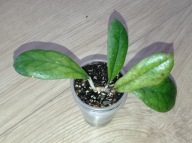 Hoya Hoja RB DICK EPC 196 ukorzeniona