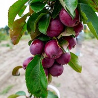 jabłoń KOLUMNOWA czerwonomiąższowa