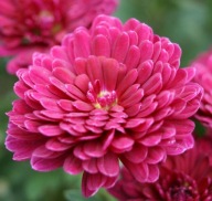 CHRYZANTEMA ZIMUJĄCA KŁĄCZOWA ### CIEMNY FIOLET #### krokus szafirek