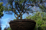 Świerk nidiformis akapulko 16 letni szczepiony w misie tarasowy inny