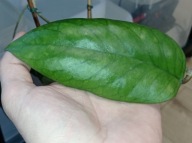 Hoya Hoja AH 032 cięta