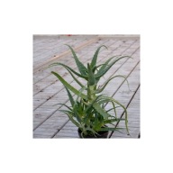 Aloes Drzewiasty 4-letni ALOE ARBOERSCENS MILL sukulent doniczkowy roślina