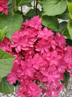 Hortensja ogrodowa Hydrangea macrophylla Francy Hot Pink DUŻA SADZONKA 5L