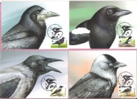 Białoruś 2024 MC FDC 4szt. ptaki, sroka, kawka, wrona, gawron, WYD.LIMIT.