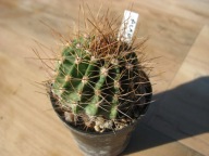 Kaktus , Acanthocalycium violaceum