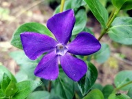 Barwinek pospolity 100 sztuk plus gratis