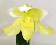 storczyk paphiopedilum sabotek 2