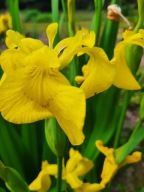 Kosaciec Irys mix kolorów 20 sztuk