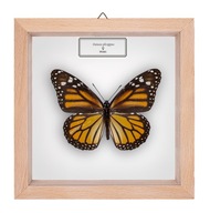 Motyl w gablotce Danaus plexippus - samica