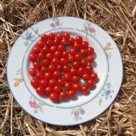 Pomidor Currant sweet pea - Najmniejsza odmiana na świecie - nasiona ***