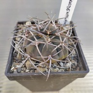 *KAKTUSY* GYMNOCALYCIUM CARDENASIANUM - KOŚAT - PRAHA