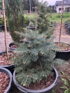 JODŁA KALIFORNIJSKA 'CONCOLOR' WYS. 90CM 65L FOTY