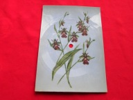 FILIPINKI wala twist POCZTÓWKA DŹWIĘKOWA edmund mańczak