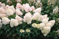 Hortensja bukietowa Magical 'Sweet Summer' C2