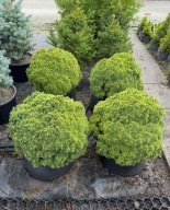 Świerk biały Alberta Globe 35-40cm