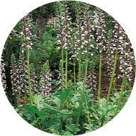 Akant miękki mollis, bylina, 2L