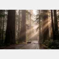 Duże drzewa sekwoje las mgła droga samochód obraz 55x80 promienie słońca