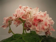 Fiołek afrykański# Dn-Red Fox #Liść