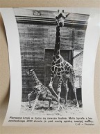 Kopenhaga ZOO żyrafy 60te duża CAF-Photofax