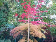 klon atropurpurea palmowy szczepiony na pniu 170 cm paraolowy inny