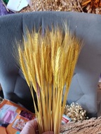 Żyto żółte naturalne suszone zboże susz kwiaty kompozycje