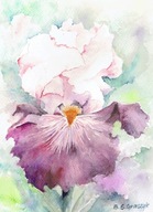 Kwiat , kwiaty irysy - akwarela z passe - partout