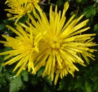 CHRYZANTEMA ZIMUJĄCA ### ŻÓŁTE IGŁY #### narcyz krokus