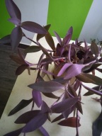 Trzykrotka purpurowa-Tradescantia pallida