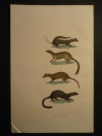 skunks, łasica pekan, łaska, oryg. 1828 + akwarela