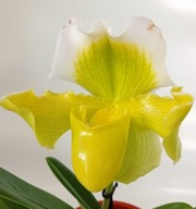 storczyk paphiopedilum sabotek 4