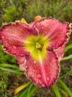 Liliowiec Różowy z falbanką.