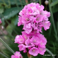 Zawciąg Nadmorski - 30 nasion