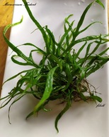 Microsorium sp.Trident od fibell