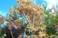 Klon Kego szczepiony drzewkowy inny