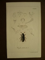 chrząszcz kornik cerylon, oryg. 1842