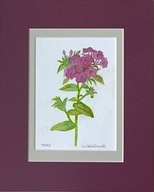 floks botanika kwiaty martwa natura akwarela na papierze