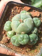 Kaktus Lophophora williamsii duża z ziemią i donicą L28+ gratisy +ogrzewacz
