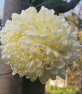 CHRYZANTEMA ZIMUJĄCA KŁĄCZOWA ###### ANGEL BIAŁY #####