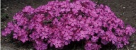 Phlox subulata MacDaniel's Cushion floks sadzonka w pojemniku do 0,5l