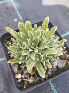 Skalnica - Saxifraga ''Sunshine''