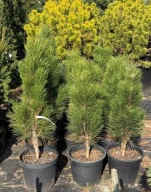 Sosna czarna Green Tower 60cm