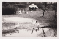 Katowice Chorzów ZOO WPKiW 1972r. FOTOGRAFIA wymiarach 91 x 140 mm. 866i