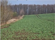 Działka, Krzanowice, Krzanowice, Raciborski, 1020 m²