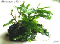 Pterydophyta Niah kolekcja od - fibell