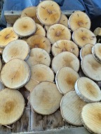 Plastry plaster krążek drewna brzoza 17-20 mega