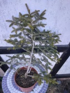 JODŁA GRECKA 'MEYER'S DWARF' XL