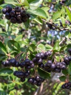 Aronia 'Galicjanka' c2 20cm